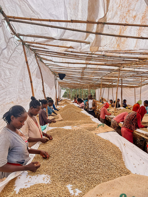 bivouac_visite_producteurs_cafe_ethiopie_4