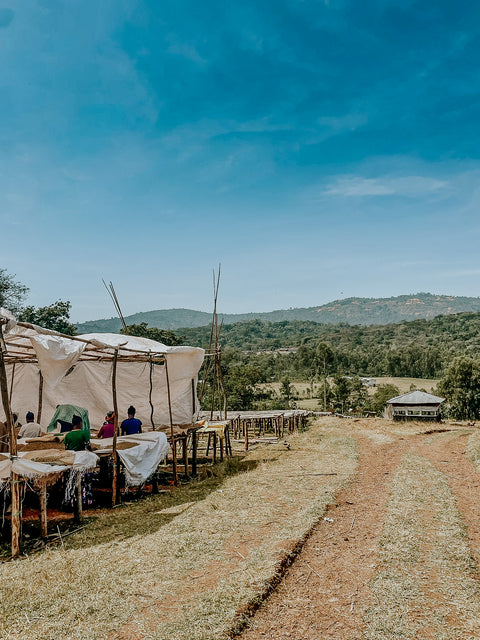 cafe_yirgacheffe_ethiopie_bivouac