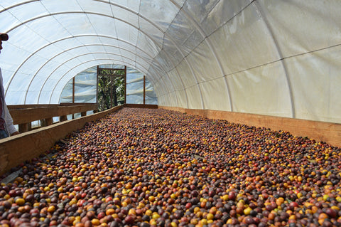 Les procédés de séchage du café